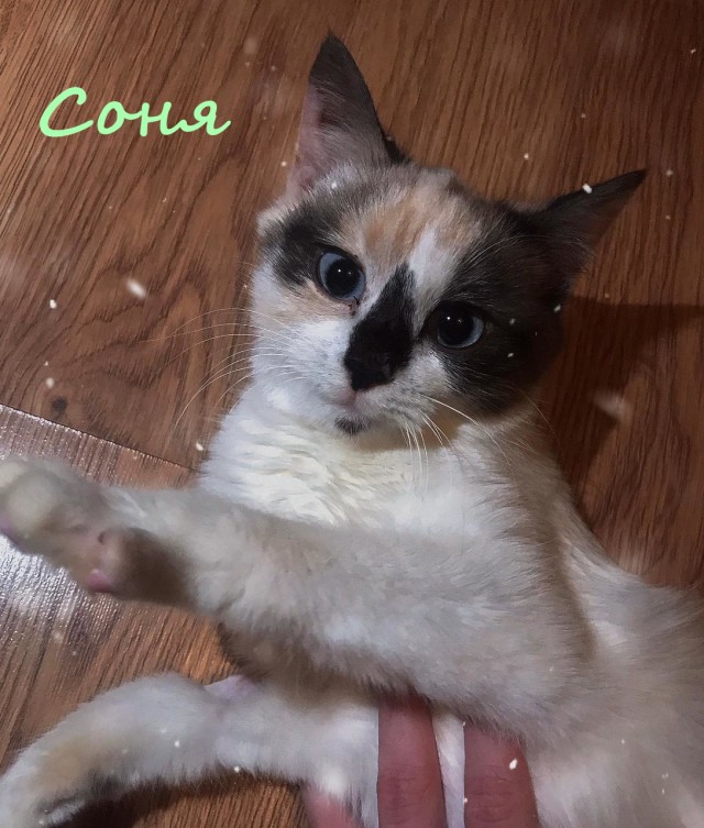 Жизнь домашнего приюта "Котоленд" 366