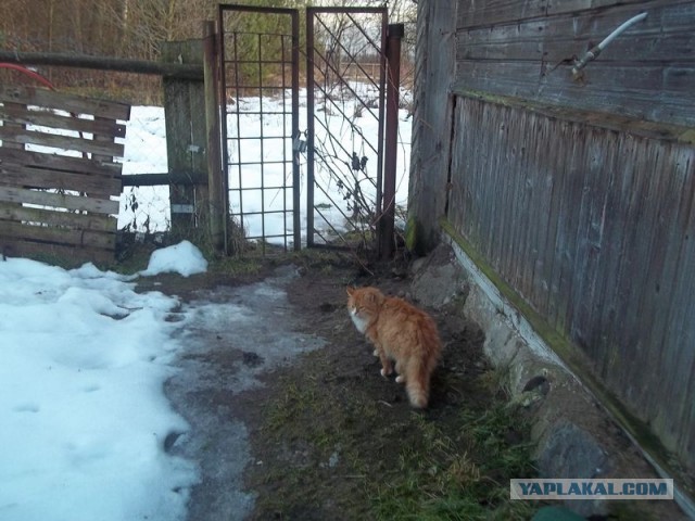 Жизнь домашнего приюта для котеек 427