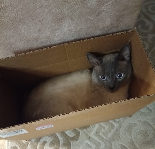 Начинаем котовторник.