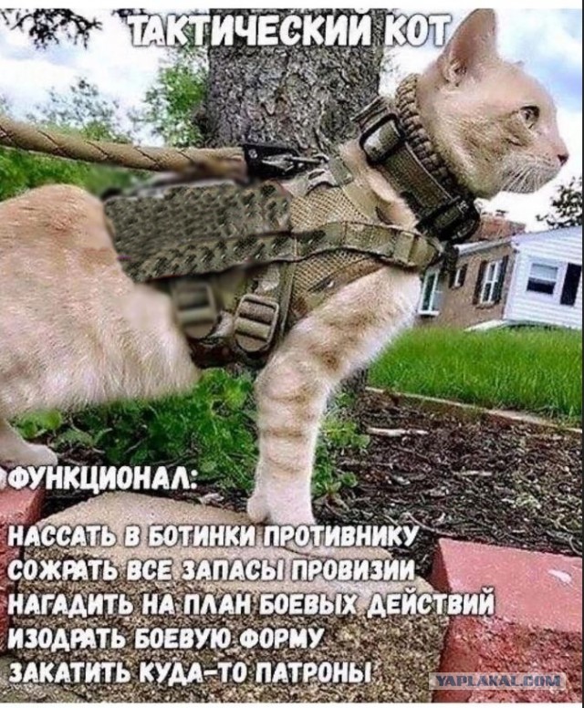 Тактический кот.