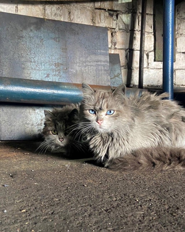 Коты пролетарии