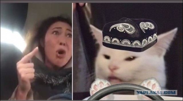 Cмaдж — тот caмый котик из мeмoв сегодня