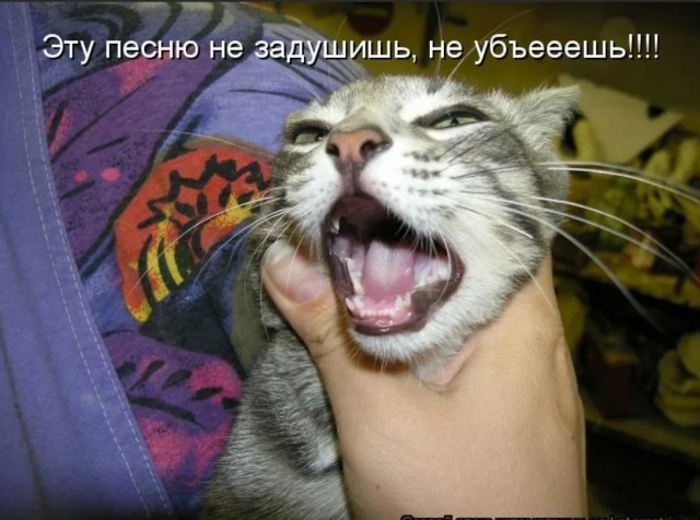 Мейн-куны и слабое сердце.