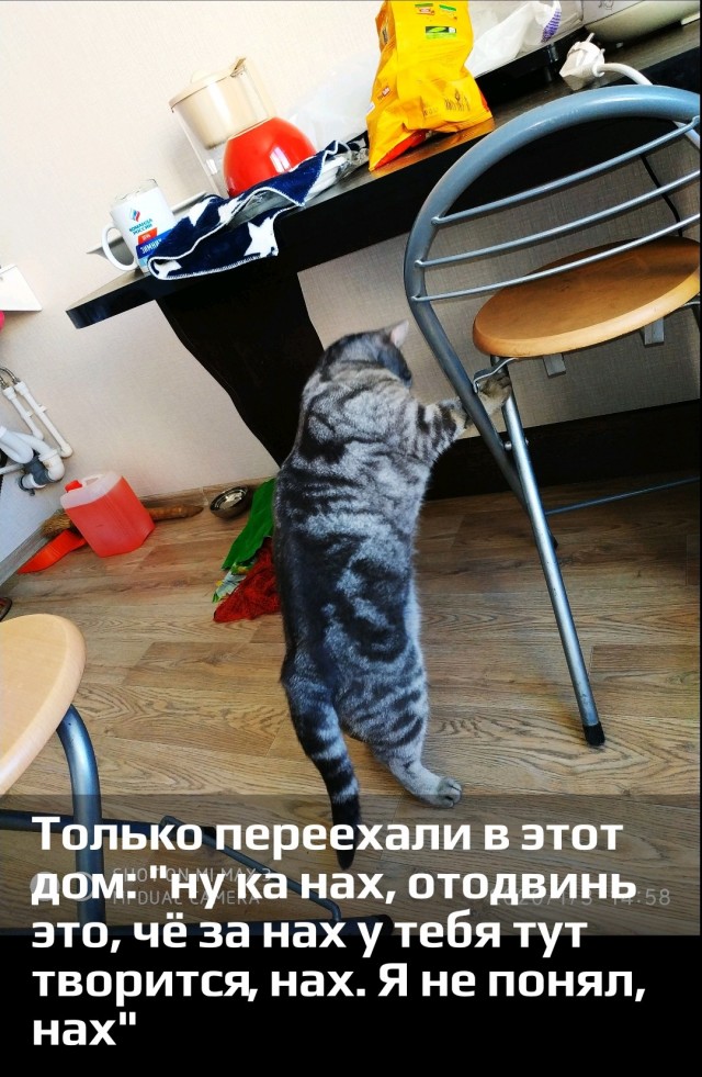 Юбилей кота 09.ХII.2013