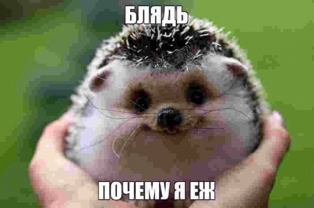 Картинок разной степени еб@нутости пост.