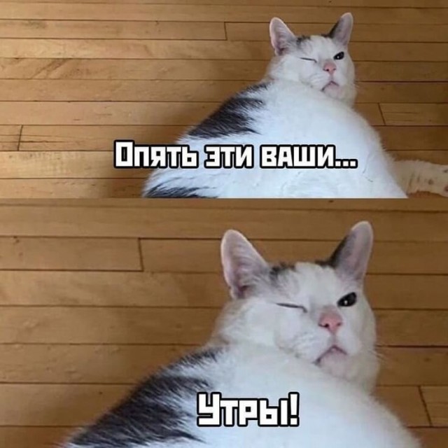 Жизнь домашнего приюта "Котоленд" 430