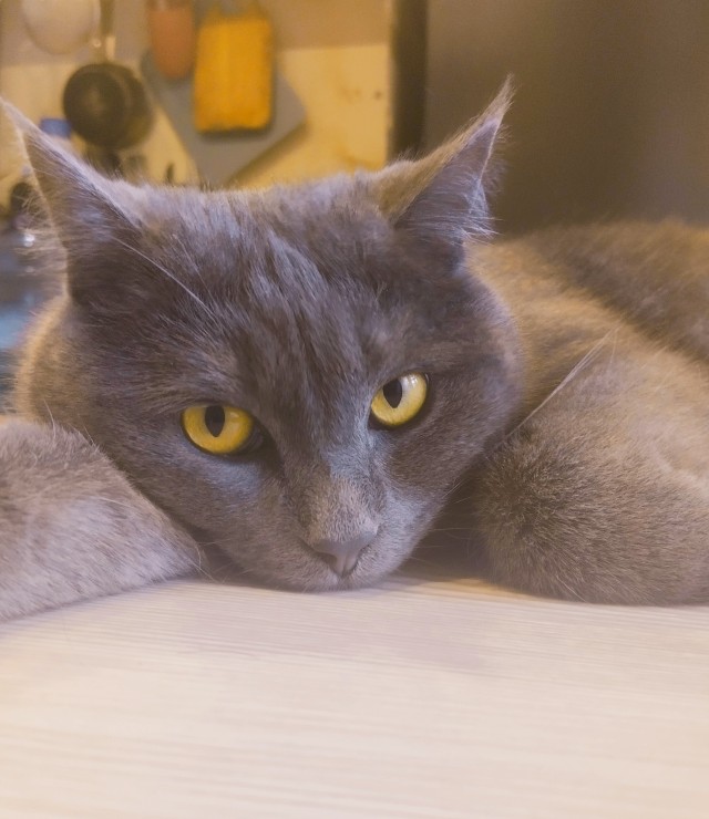 Котовторник