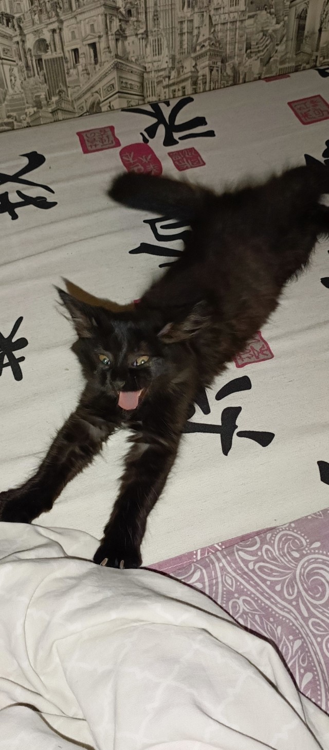 Во славу Котане