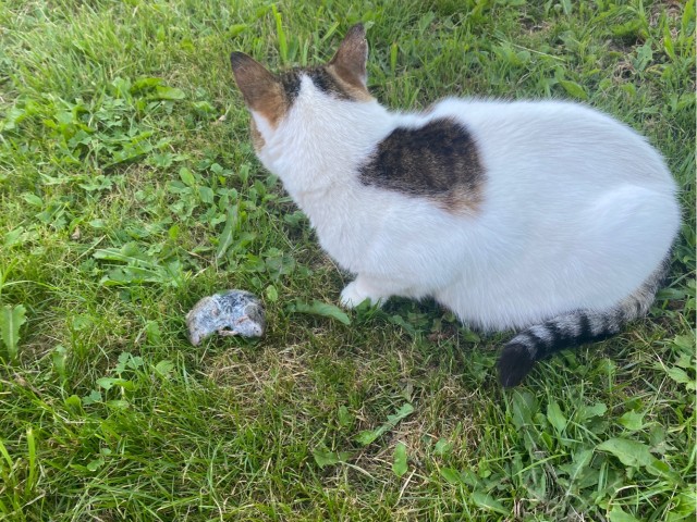 Котовтоник в картинках