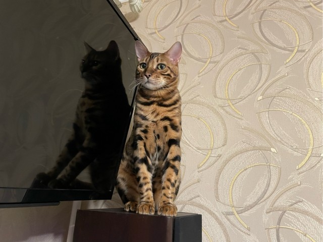 Месть за кусь.