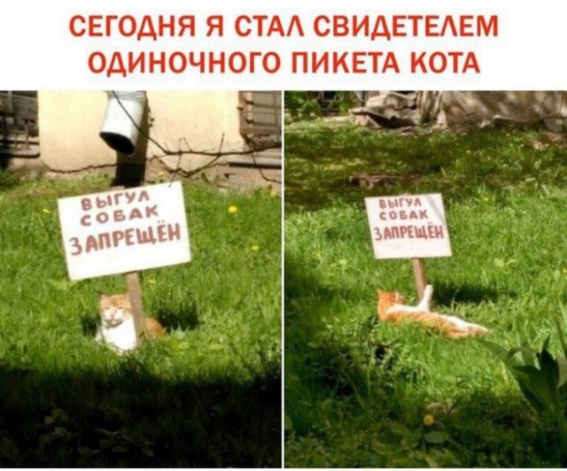Веселые картинки в пятницу (30.05)