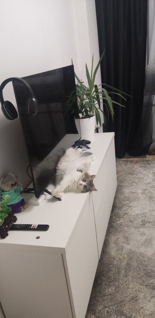 Раб в квадрате. Котовторник же.