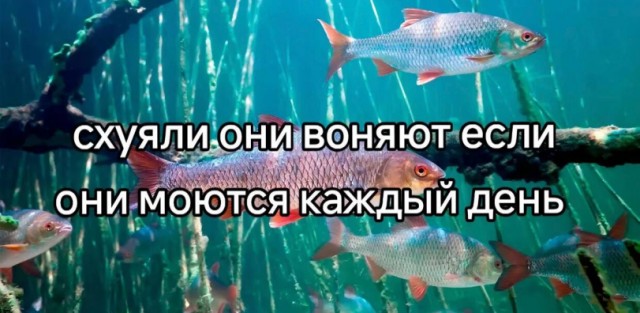 Немного картинкафф для настроения (баяны-перебаяны)