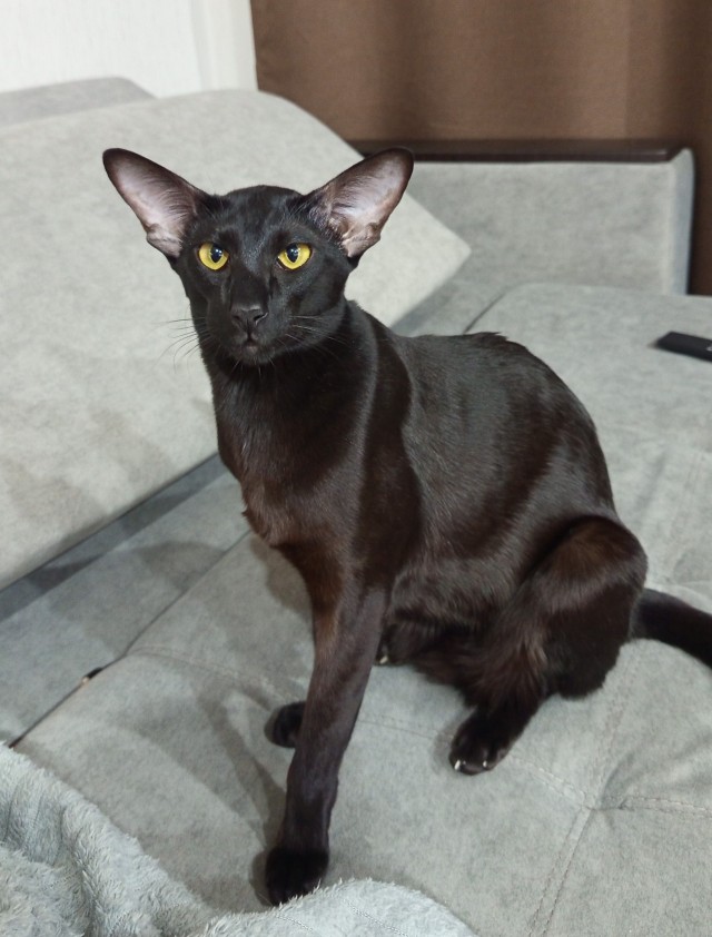 Чёрный котовторник