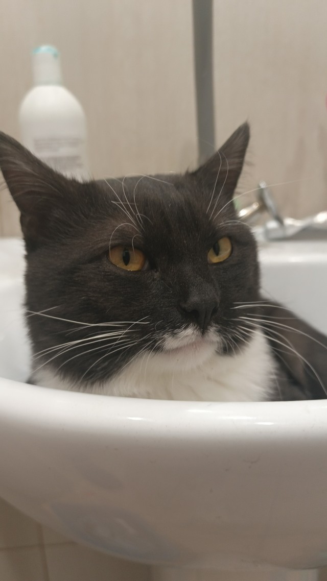 Котовторник же!