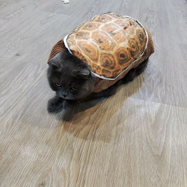 Котофторник жеж