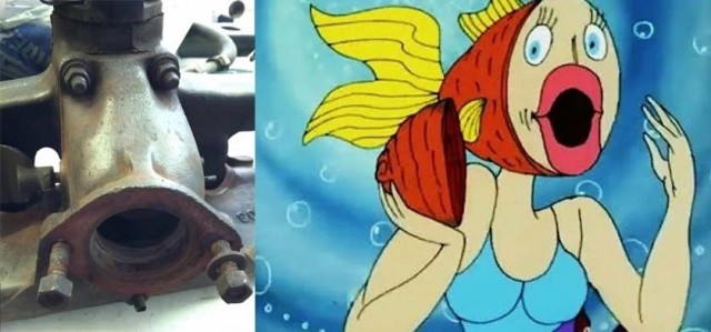 Лошадь или корова?
