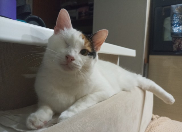 Котовторник: моя инвалидка