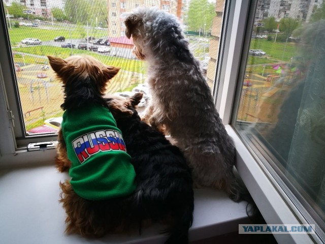 На ПМЭФ пожаловались на непьющих зумеров