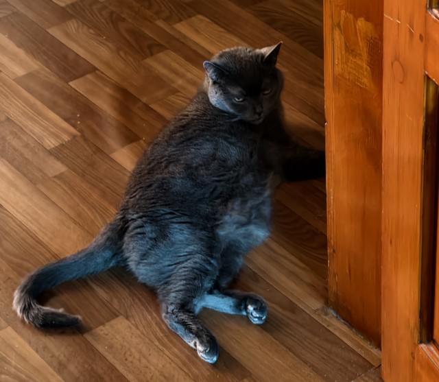 Котовторник