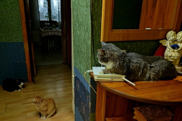 Котята