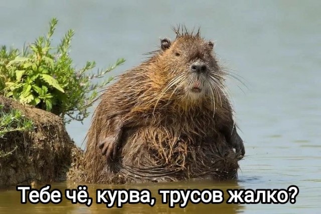 Бобр украл у поляка трусы