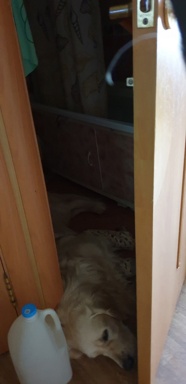 Кот плохо переносит жару