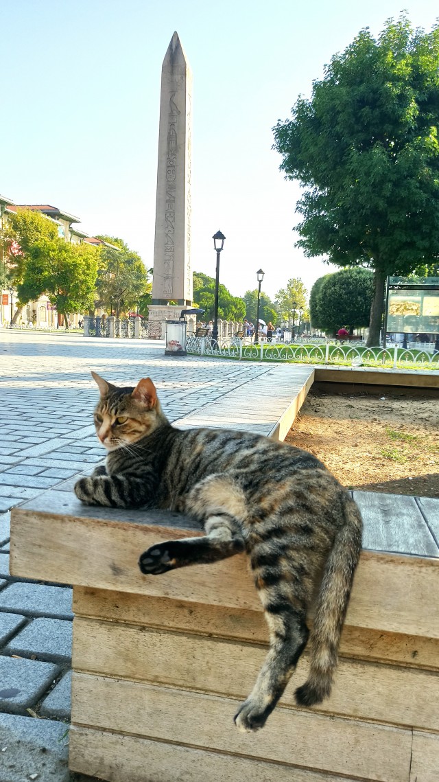 Уличные кошки Стамбула — 2