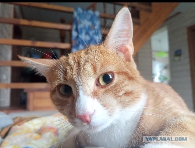 Котовторник в самом разгаре.