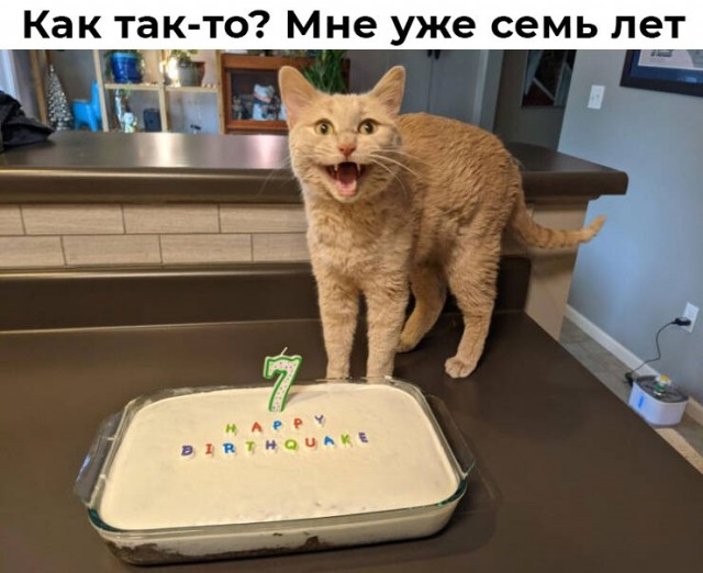 К котовторнику: подборка картинок-баянов с котиками и про котиков. Выпуск 43.