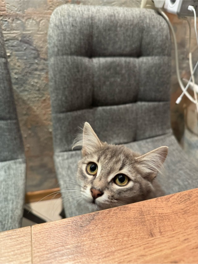 Ищу котенку семью