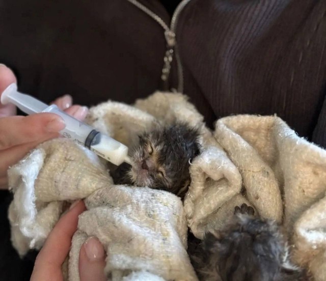 Кошка родила котят в электромобиле под капотом.