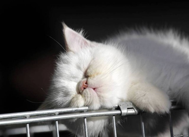 Котейка, который не знает как лежат котейки