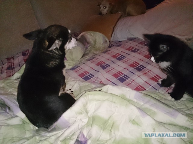 Котовторник 22.10.2013