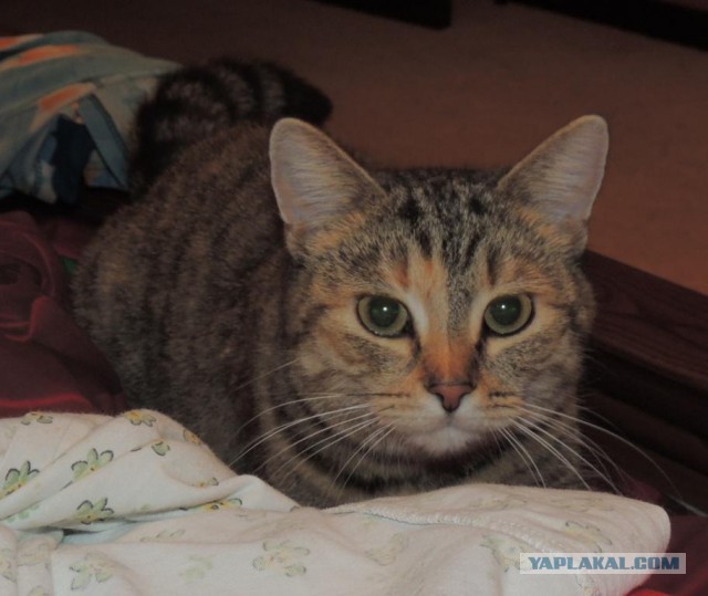 Коты ученых