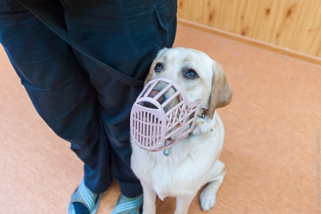 Золотые собаки