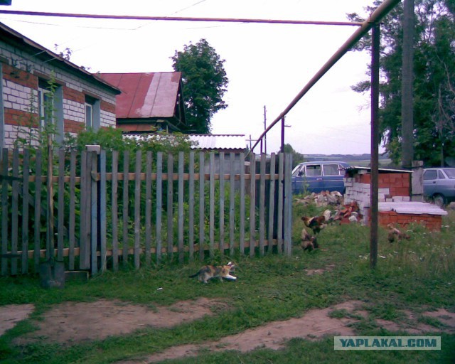 Котовторник  25.03.2014