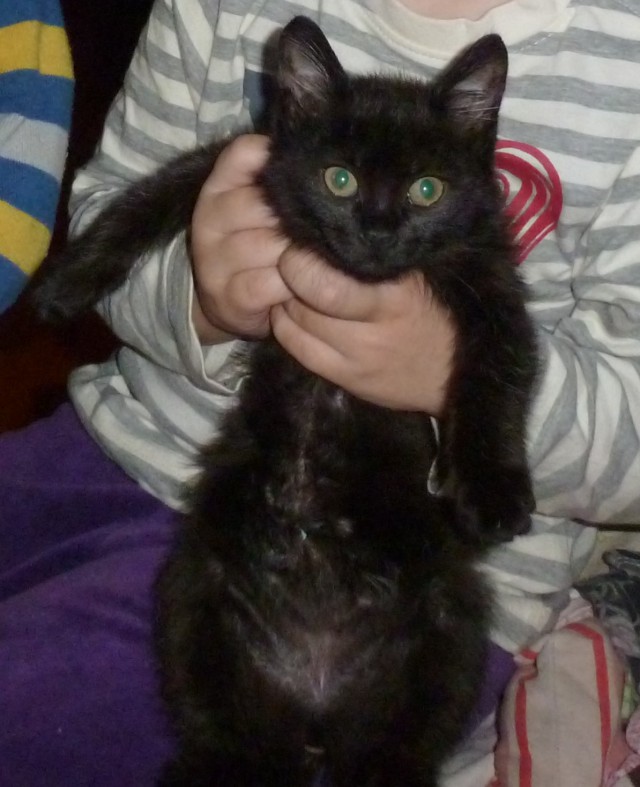 Котовторник  08.04.2014