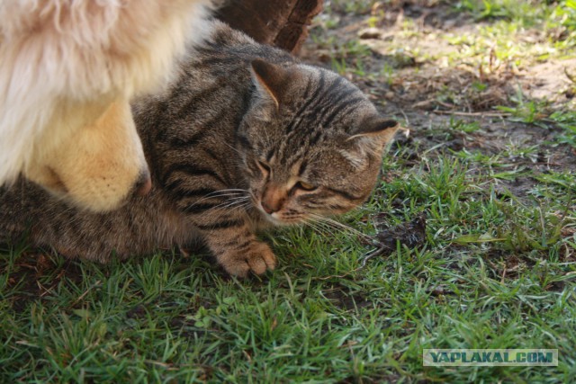 Котовторник 22.04.2014