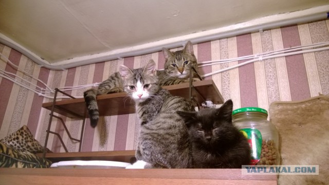 Зверьё моё!