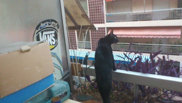 Котовторник 10.06.2014