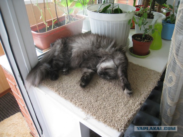 Котовторник 17.06.2014