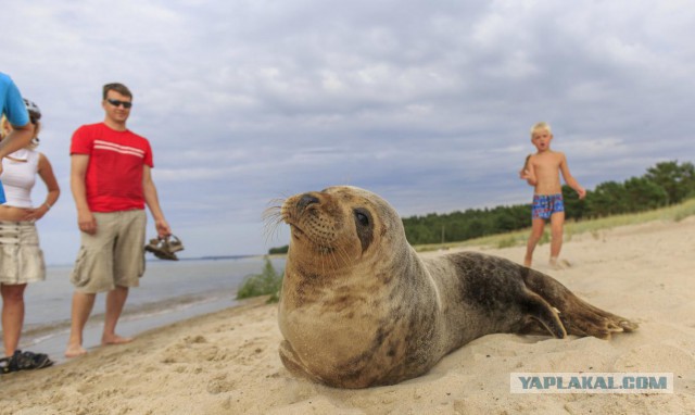 У самого у Каспийского моря...