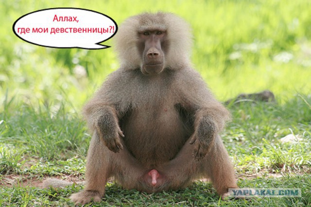 Ответ террористам из Сирии