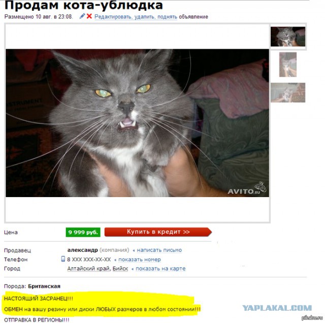 Хочу выкинуть кота