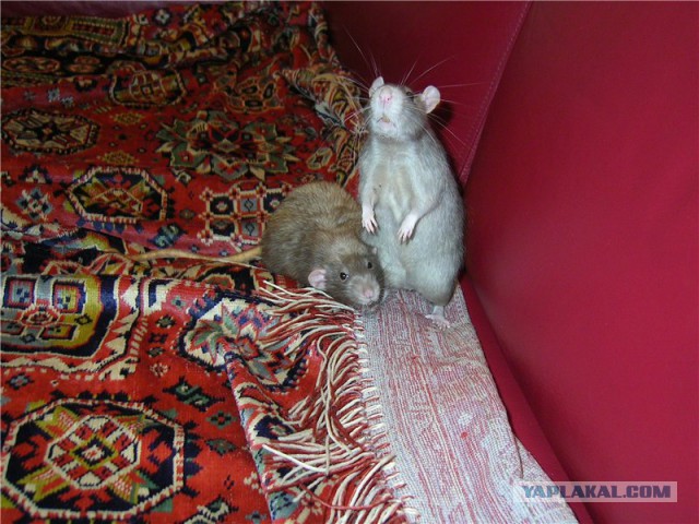 Наши крысяки