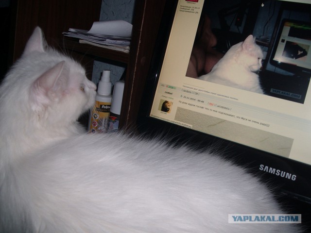 Котовторник 25.11.2014