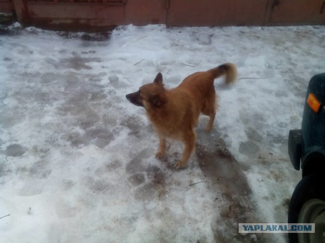 Поможем собачке ? 2