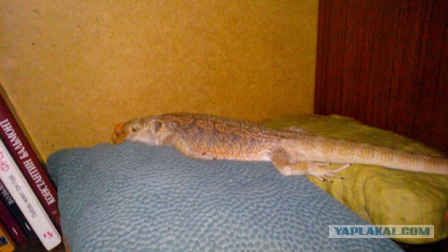 Уютно свернувшись клубочком