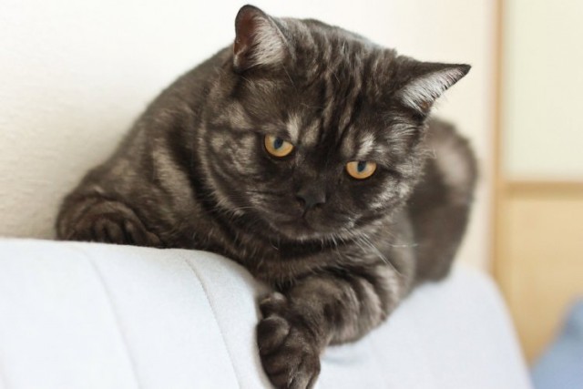 Котэподборка